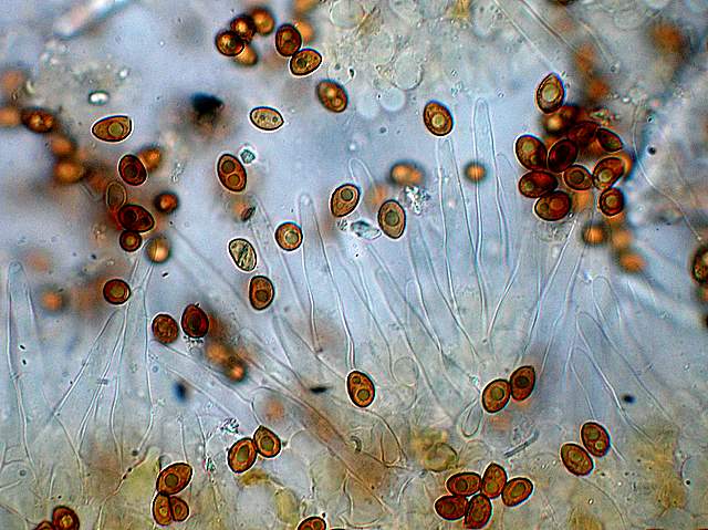 Galerina da determinare n9.